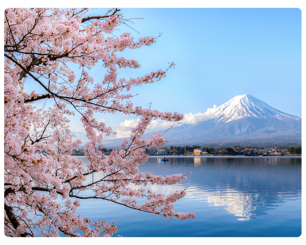 Cherry blossoms in Kyoto